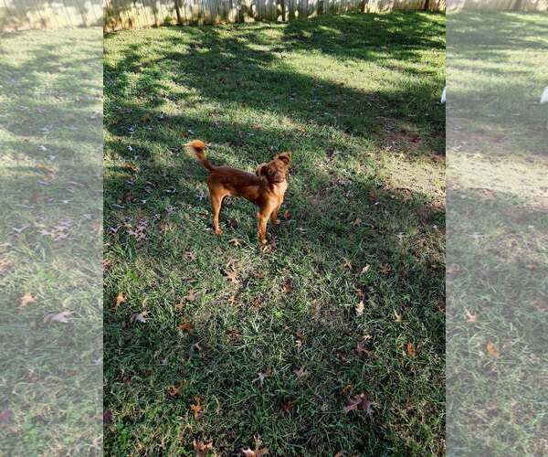 Medium Photo #11 Chiranian Puppy For Sale in Greenville, SC, USA