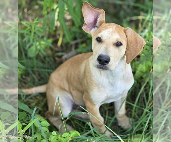 Medium Photo #7 Retriever -Unknown Mix Puppy For Sale in Cuba, NY, USA