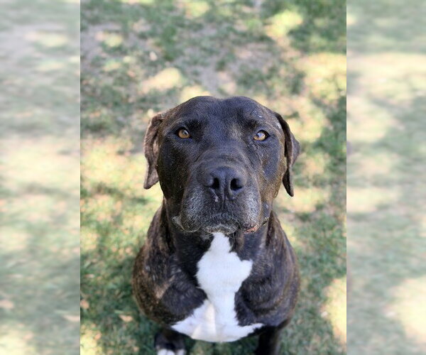 Medium Photo #4 Mutt Puppy For Sale in Riverside, CA, USA