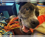 Small #5 Plott Hound Mix