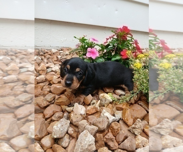 Medium Photo #8 Dachshund Puppy For Sale in MULBERRY GROVE, IL, USA