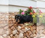 Small #2 Dachshund