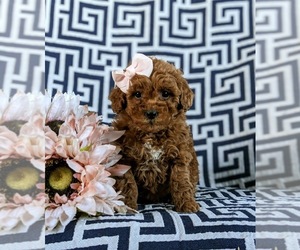 Poodle (Miniature) Puppy for sale in QUARRYVILLE, PA, USA