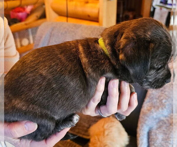 Medium Photo #2 Doxle Puppy For Sale in Aurora, IN, USA