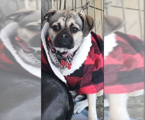 Medium Photo #2 Pug-Unknown Mix Puppy For Sale in San Diego, CA, USA