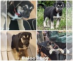 Small Photo #5 Beagle-Siberian Husky Mix Puppy For Sale in SPRINGFIELD, OR, USA