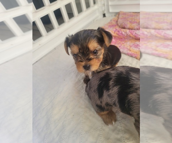 Medium Photo #5 Yorkshire Terrier Puppy For Sale in LINCOLN CITY, OR, USA