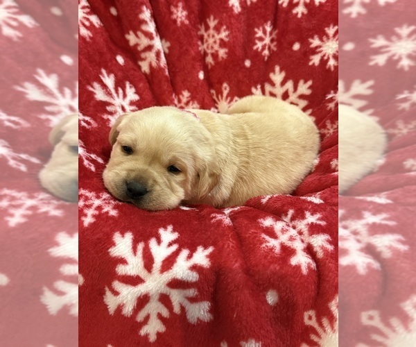 Medium Photo #6 Labrador Retriever Puppy For Sale in LELAND, NC, USA