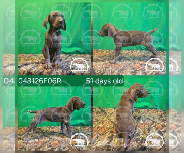 Medium Photo #1 German Shorthaired Pointer Puppy For Sale in MOYIE SPRINGS, ID, USA