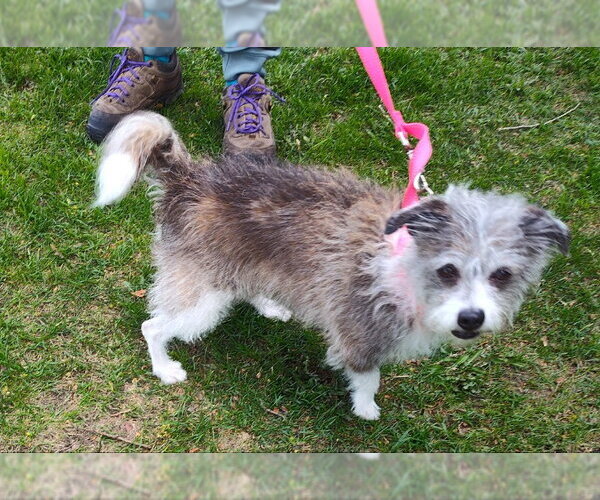 Medium Photo #1 Jack Russell Terrier-Unknown Mix Puppy For Sale in Mukwonago, WI, USA