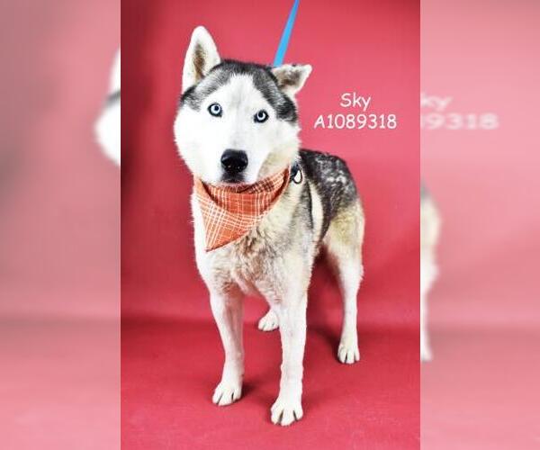 Medium Photo #2 - Mix Puppy For Sale in Bakersfield, CA, USA