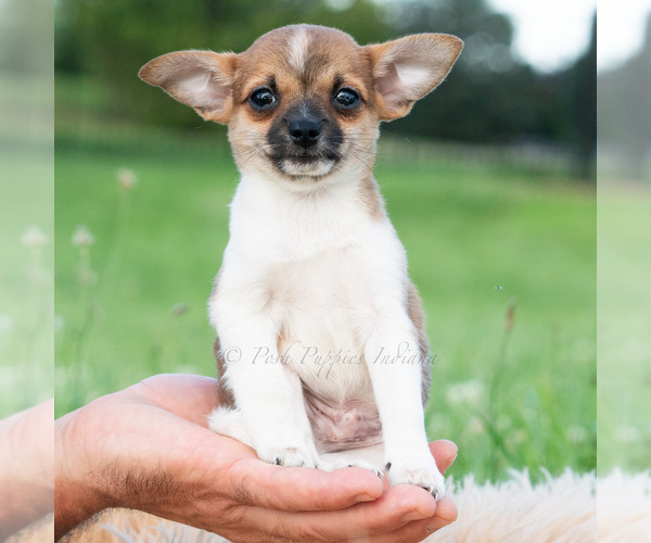 Medium Photo #3 Chihuahua Puppy For Sale in WARSAW, IN, USA