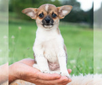 Small #2 Chihuahua