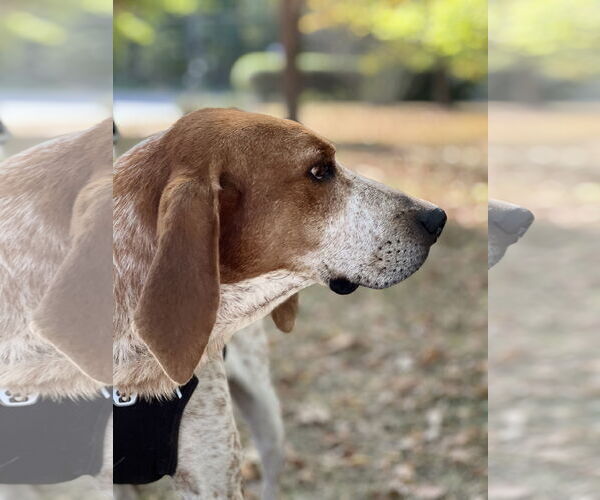 Medium Photo #5 Mutt Puppy For Sale in Tarrytown, GA, USA