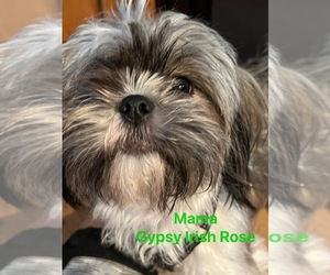 Mother of the Shih Tzu puppies born on 08/09/2023