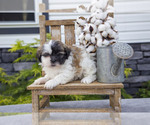 Puppy Skye Shih Tzu