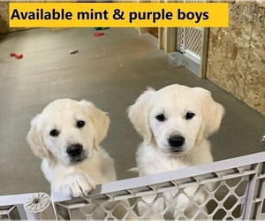 English Cream Golden Retriever Puppy for Sale in MARSHFIELD, Wisconsin USA
