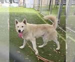 Small Siberian Husky