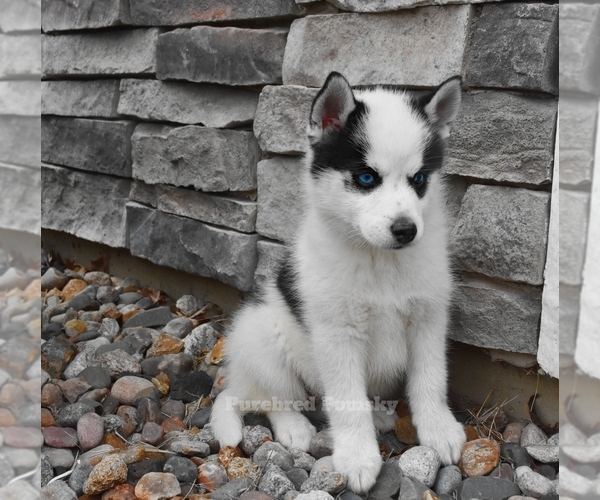 Medium Photo #5 Pomsky Puppy For Sale in KANSAS CITY, MO, USA