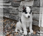 Small #4 Pomsky