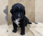 Small Photo #2 Bernedoodle Puppy For Sale in GENTRY, AR, USA