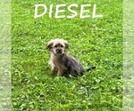 Small #2 Shorkie Tzu