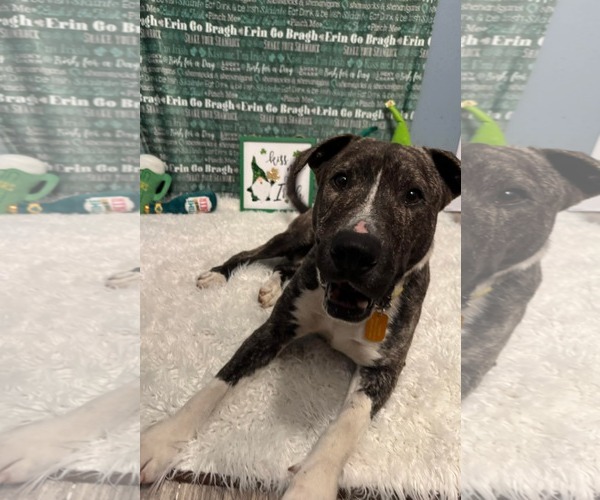 Medium Photo #3 American Pit Bull Terrier-Unknown Mix Puppy For Sale in Germantown, OH, USA