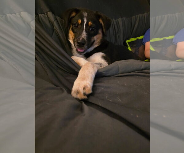 Medium Photo #3 Mutt Puppy For Sale in New London, WI, USA