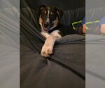 Small #2 Mutt
