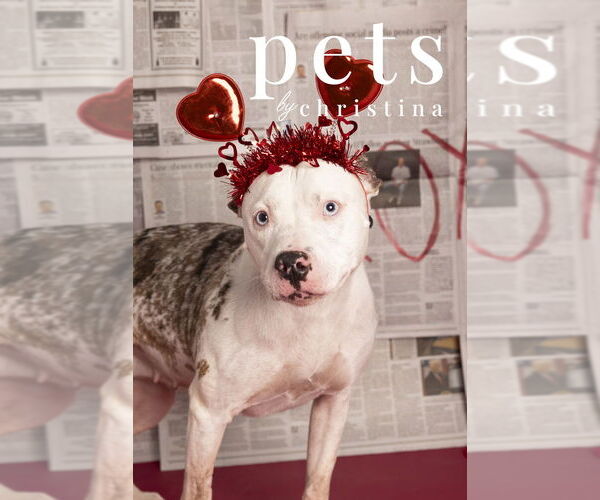 Medium Photo #1 Mutt Puppy For Sale in Foristell, MO, USA