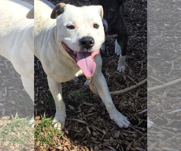 Medium Photo #5 Mutt Puppy For Sale in Rustburg, VA, USA