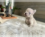 Small Photo #21 French Bulldog Puppy For Sale in EASTVALE, CA, USA