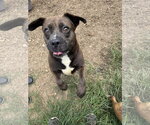 Small #2 Bulldog-Labrador Retriever Mix