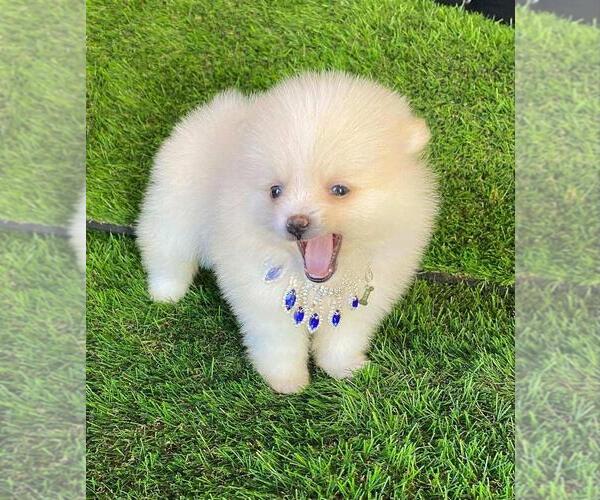 Medium Photo #2 Pomeranian Puppy For Sale in WEST PALM BEACH, FL, USA