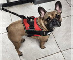 Bennie - Male French Bulldog Dog for Adoption - Small photo