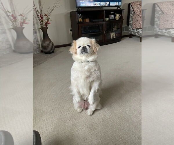 Medium Photo #2 Pekingese Puppy For Sale in Minneapolis, MN, USA