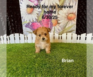 Yo-Chon Puppy for sale in MOUNT PLEASANT, MI, USA