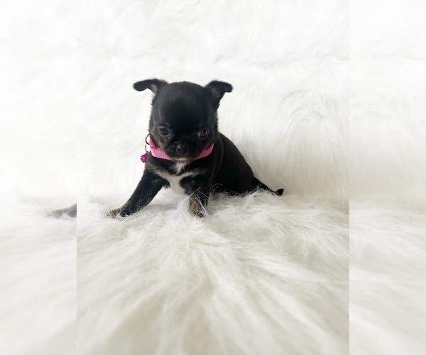 Medium Photo #17 Chihuahua Puppy For Sale in SACRAMENTO, CA, USA