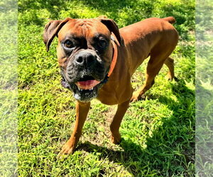 Boxer Dogs for adoption in Dumont, NJ, USA