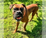 Small Boxer