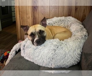 Polly - Female Mutt Dog for Adoption - Photo #4
