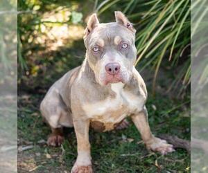 Mutt Dogs for adoption in Camarillo, CA, USA