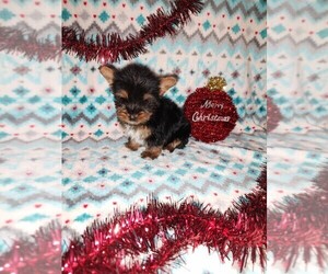 Yorkshire Terrier Litter for sale in LAPEER, MI, USA