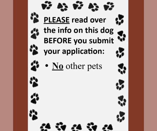 Medium Photo #8 Mutt Puppy For Sale in Fargo, ND, USA