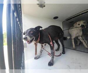 Labrador Retriever-Unknown Mix Dogs for adoption in Houston, TX, USA