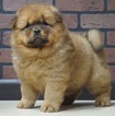 Small Photo #3 Chow Chow Puppy For Sale in NAPPANEE, IN, USA