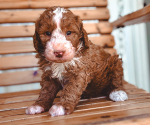 Medium Bernedoodle