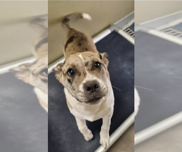Medium Photo #2 Catahoula Leopard Dog-Labrador Retriever Mix Puppy For Sale in Lakewood, CO, USA