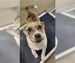 Small #1 Catahoula Leopard Dog-Labrador Retriever Mix