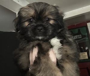 Shiranian Puppy for sale in PLAINFIELD, IL, USA